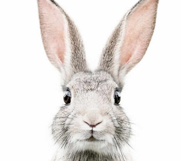 lapin